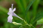 Carolina wild petunia